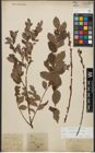 Foto von Salix starkeana Willd.